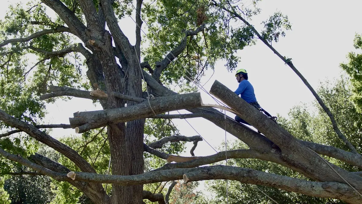Professional Hazardous Tree Removal performed by certified arborists in Broxton