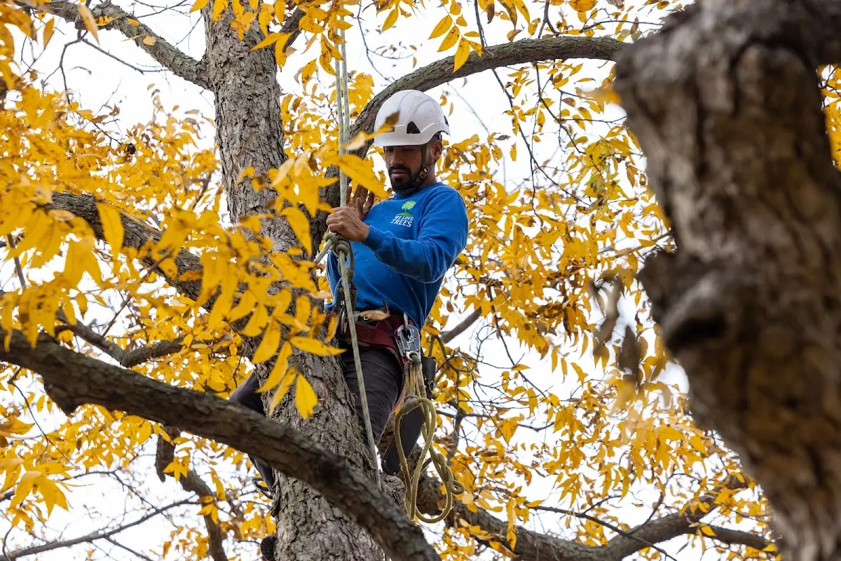 Skilled Tree Trimming crew working in Broxton